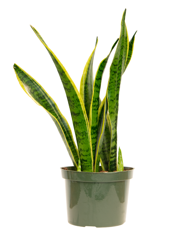 Sansevieria Laurentii 6"