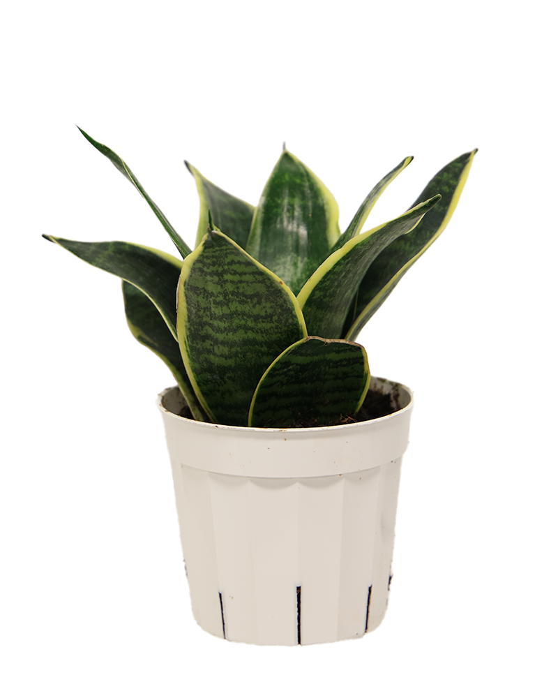 Sansevieria Ocean Star 4"