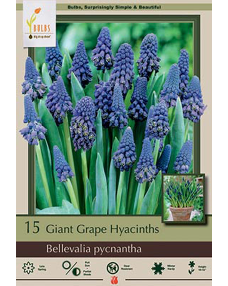 Bellevalia Grape Hyacinth