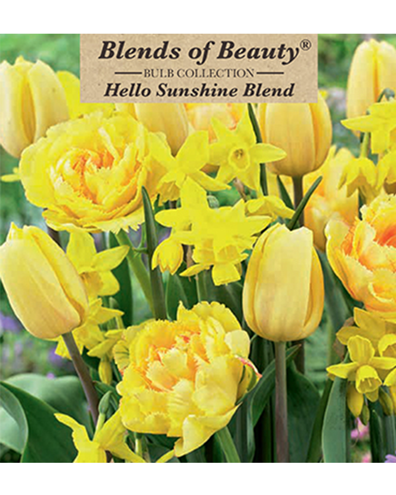 Hello Sunshine Blend