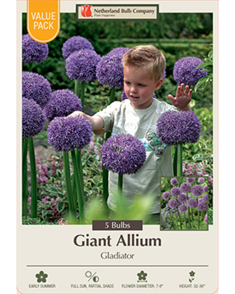 Allium Gladiator Value Pack