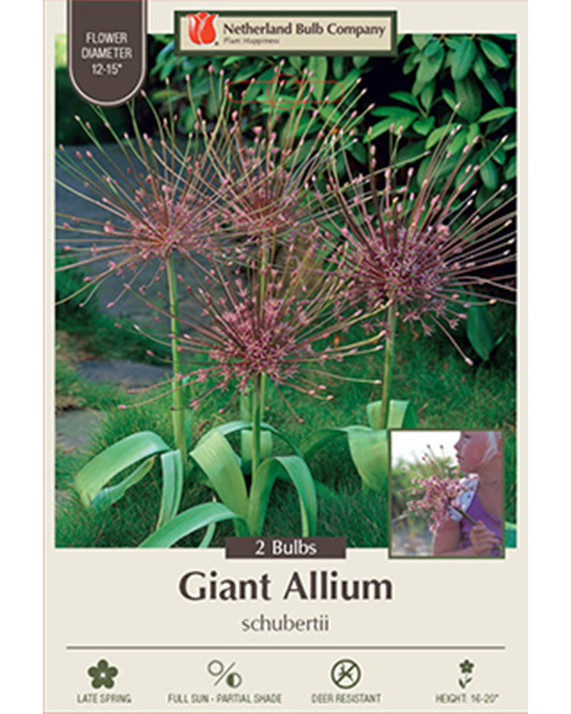 Allium Schubertii