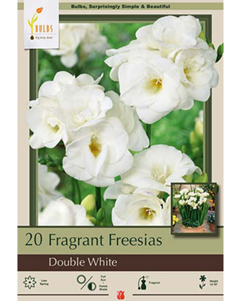 Freesia Double White