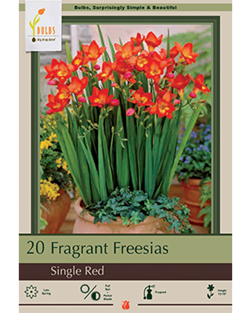 Freesia Single Red