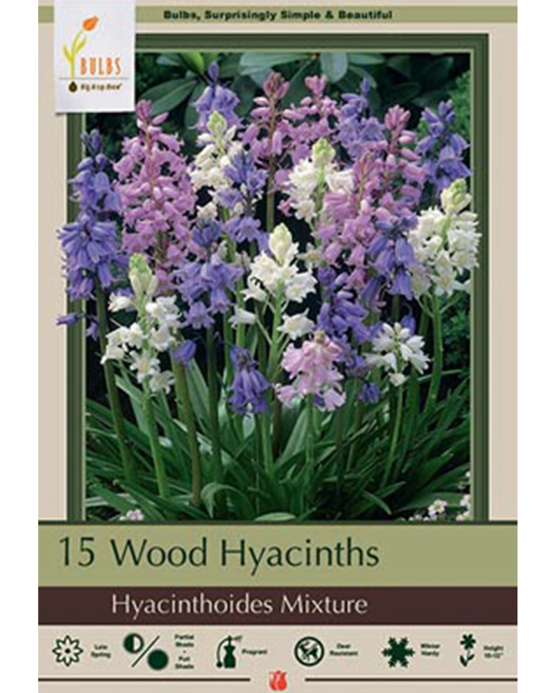 Hyacinth Hispanica Mix