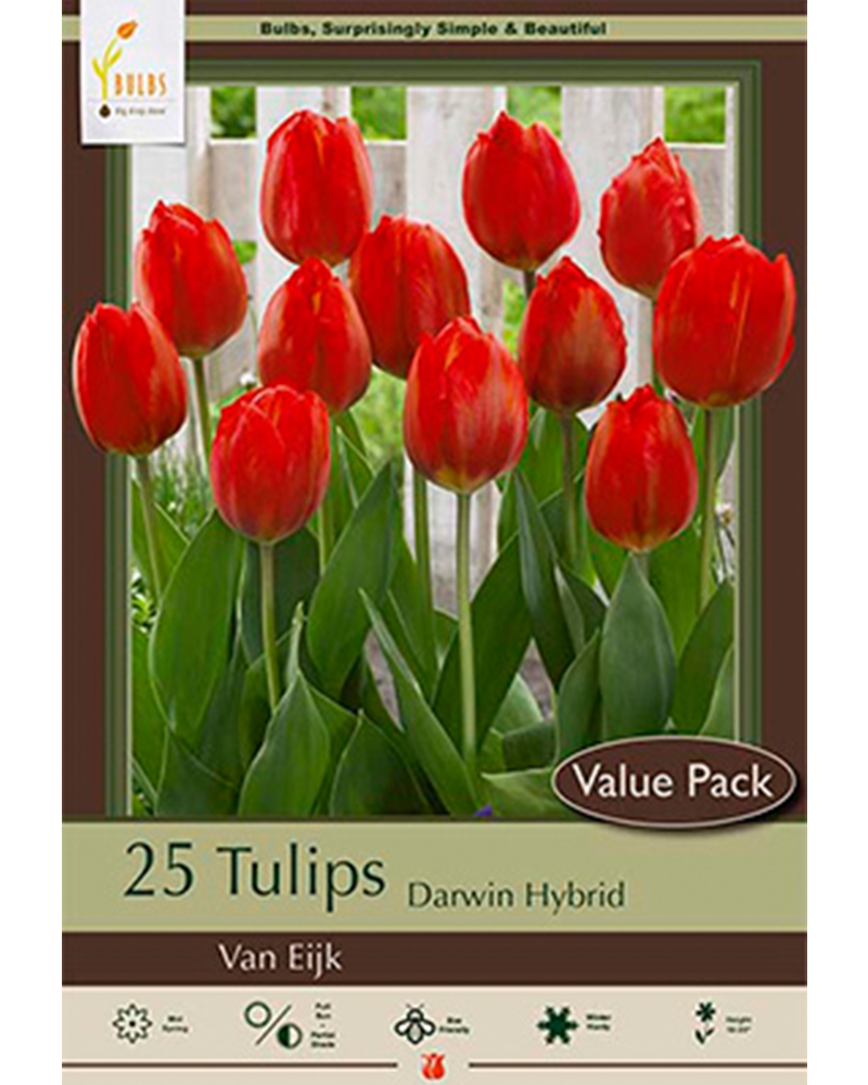 Tulip Van Eijk Value Pack