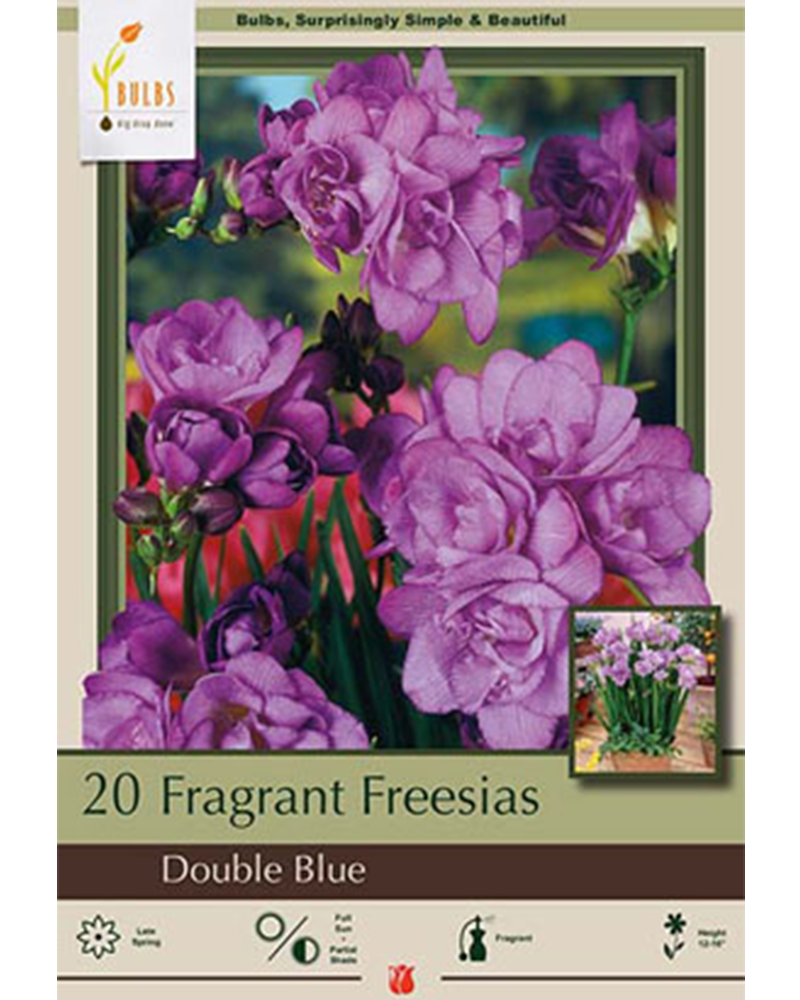 Freesia Double Blue