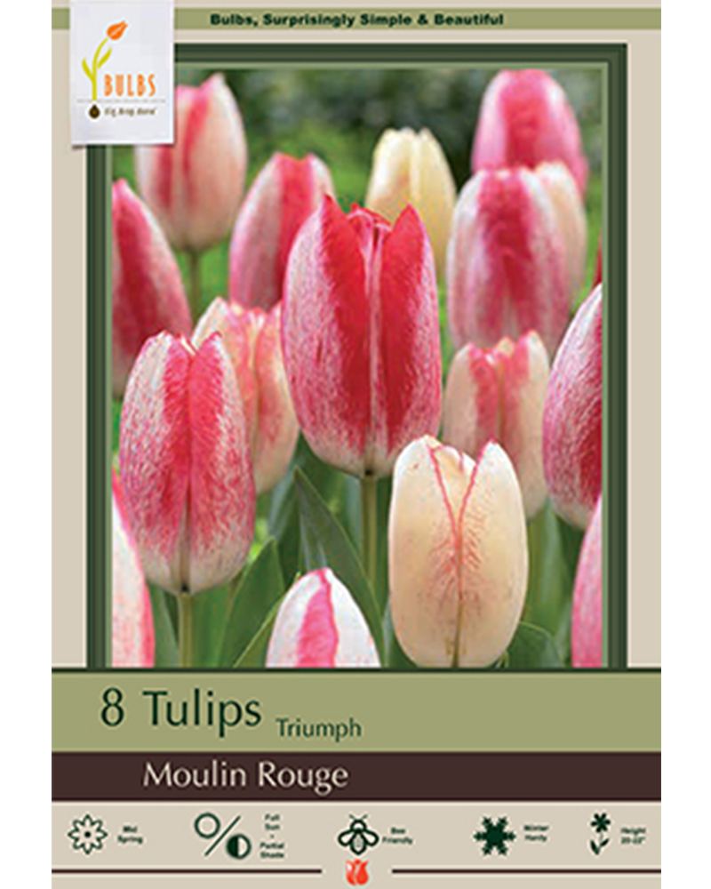 Tulip Moulin Rouge