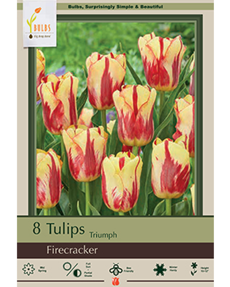 Tulip Firecracker