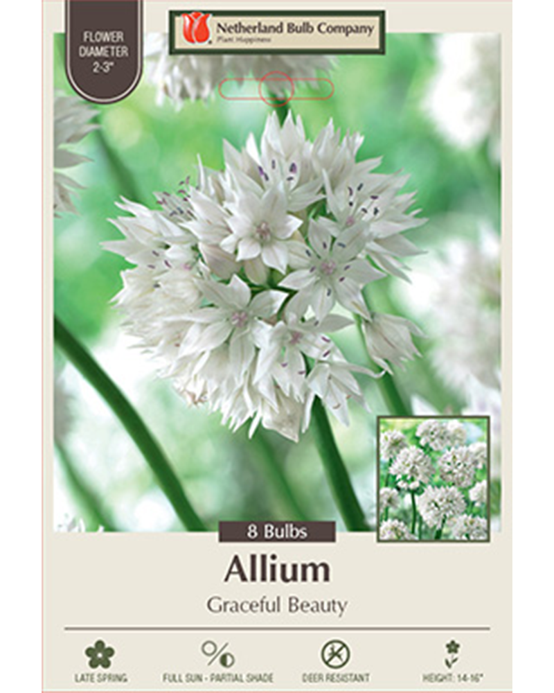 Allium Graceful Beauty