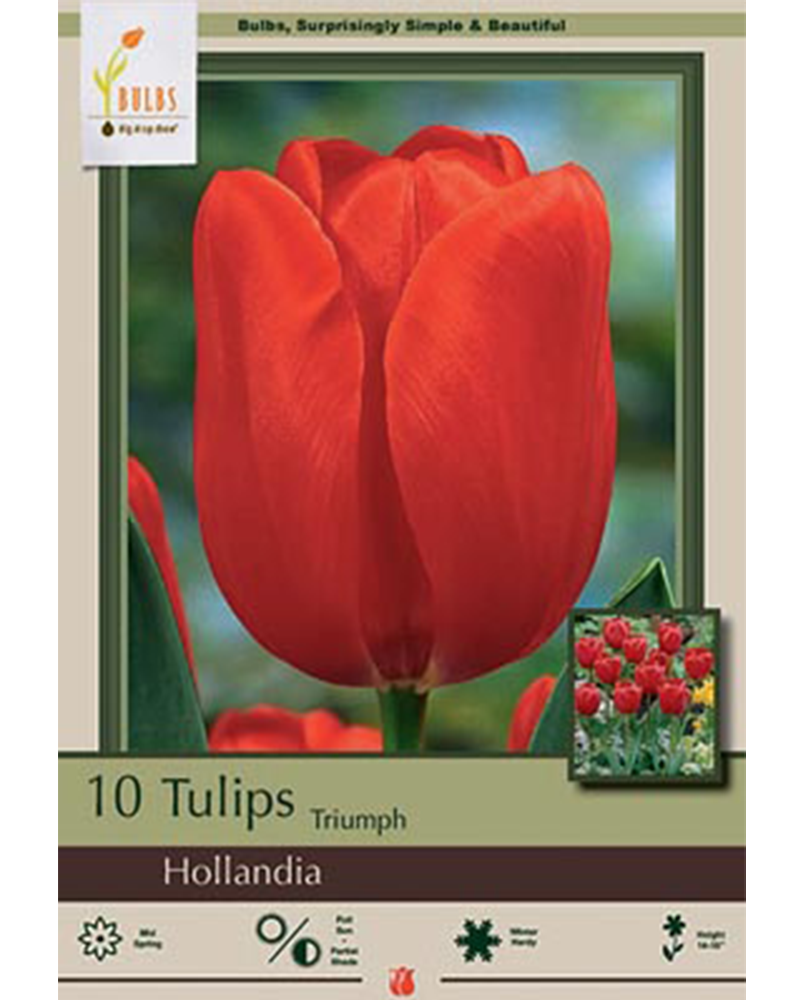 Tulip Hollandia