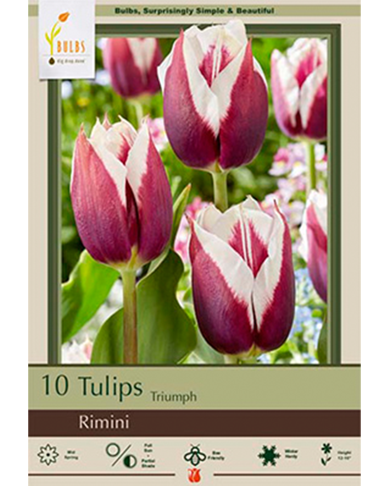 Tulip Rimini