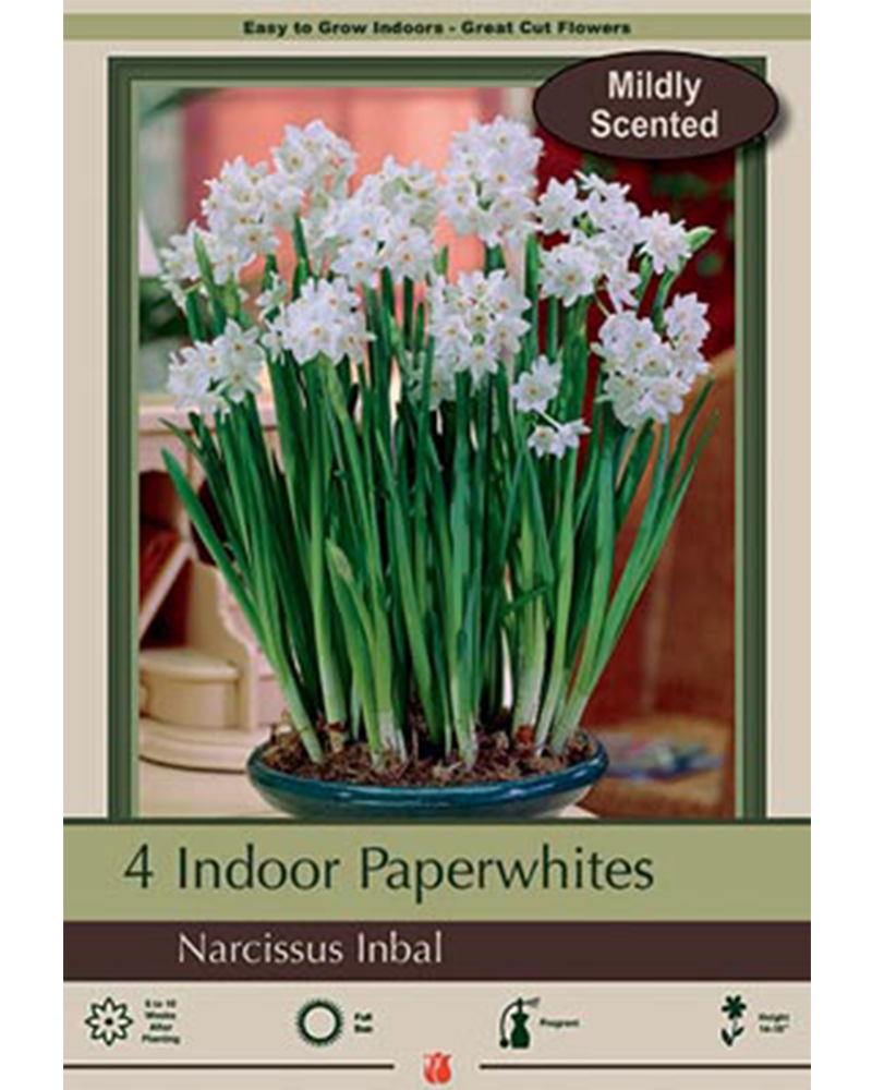 Narcissus Paperwhite Inbal