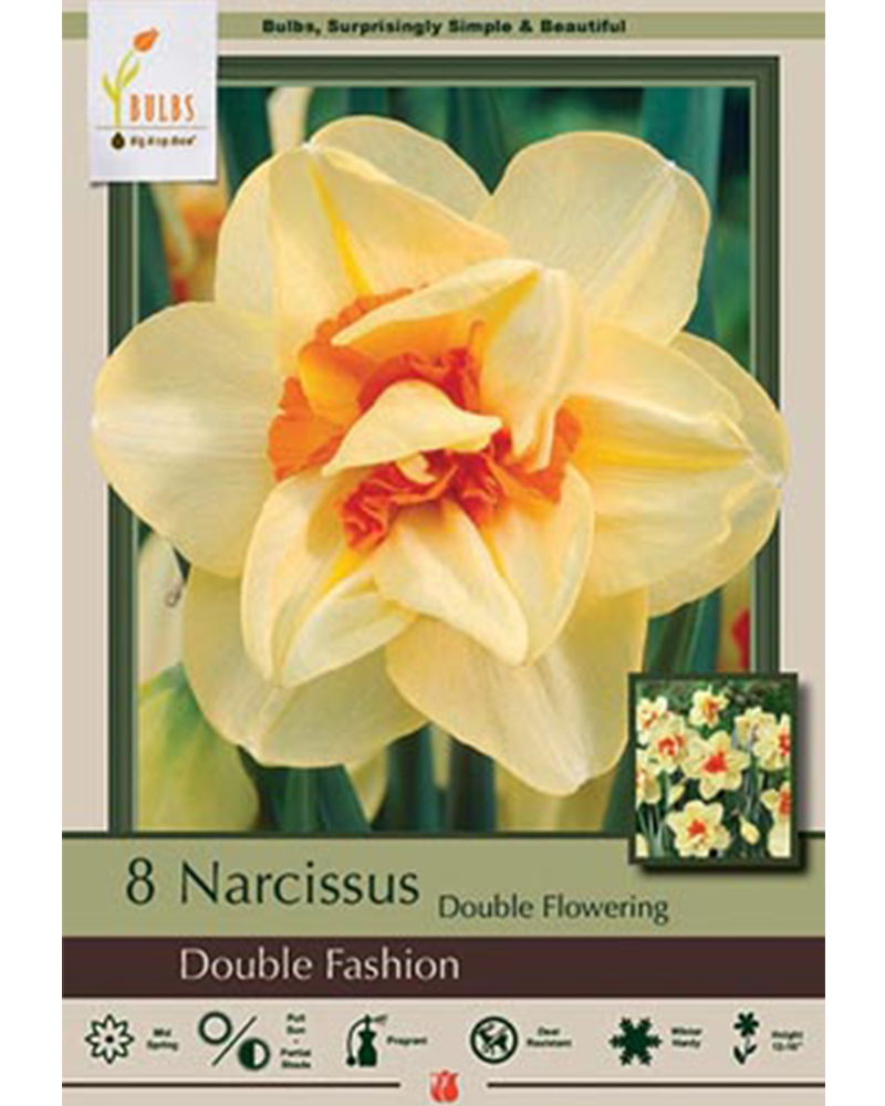 Narcissus Double Fashion