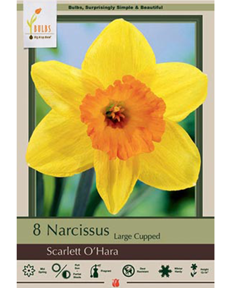 Narcissus Scarlett O'Hara