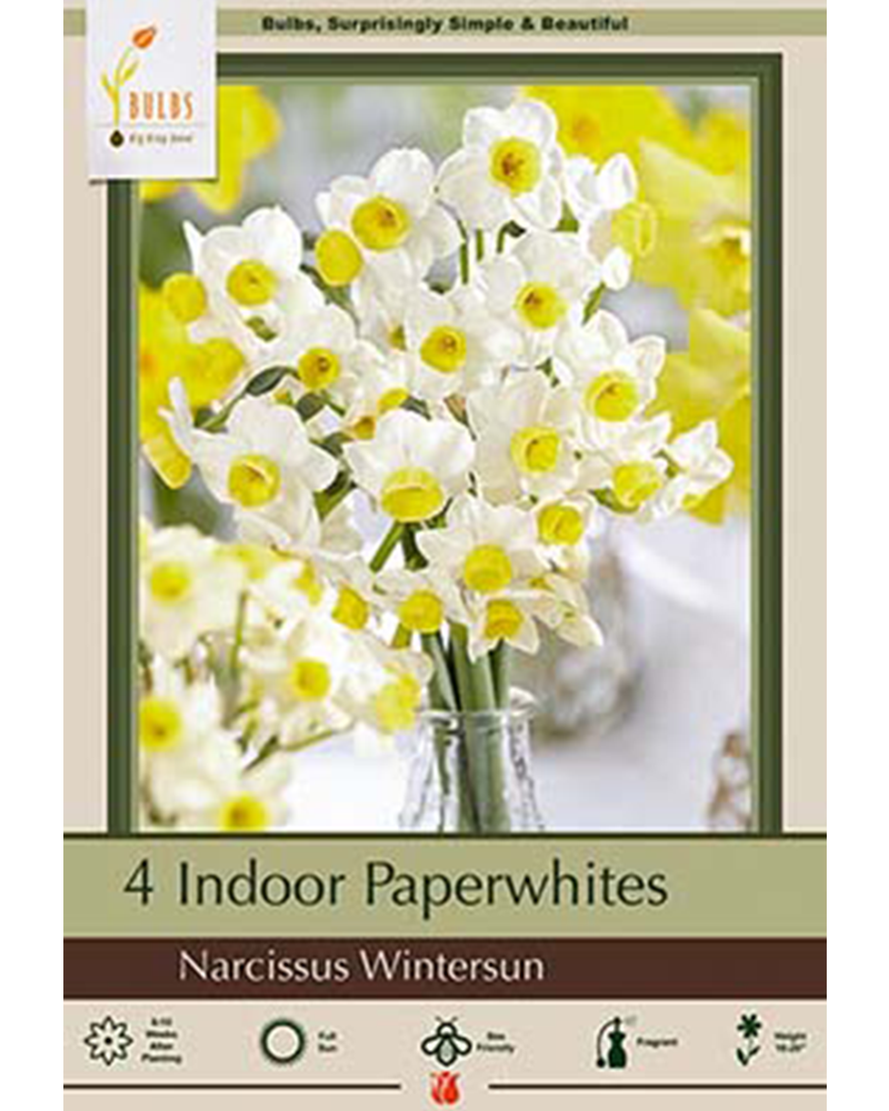 Paperwhite Wintersun