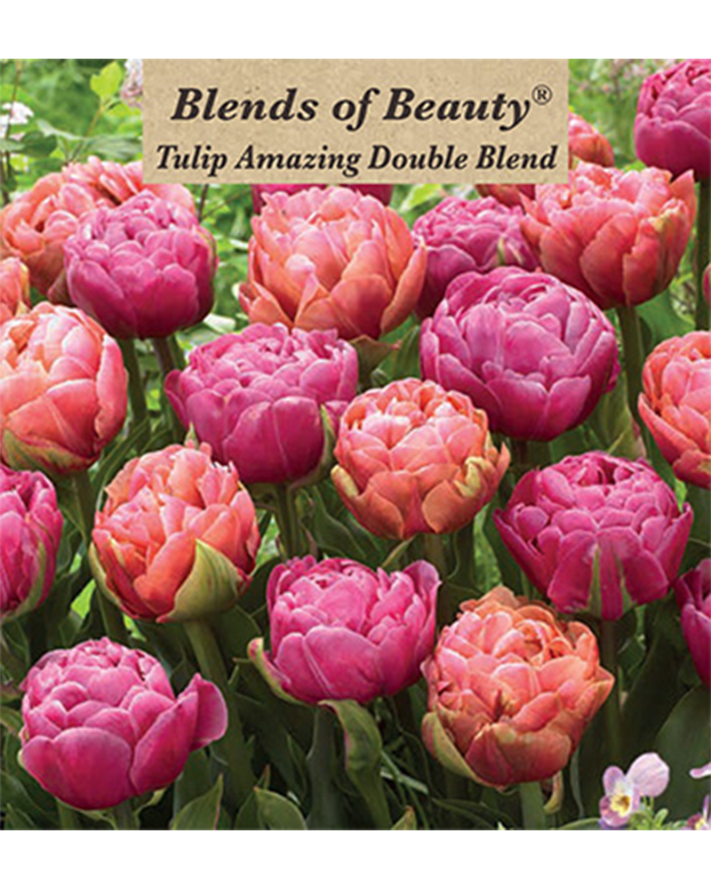 Tulip Amazing Double Blend