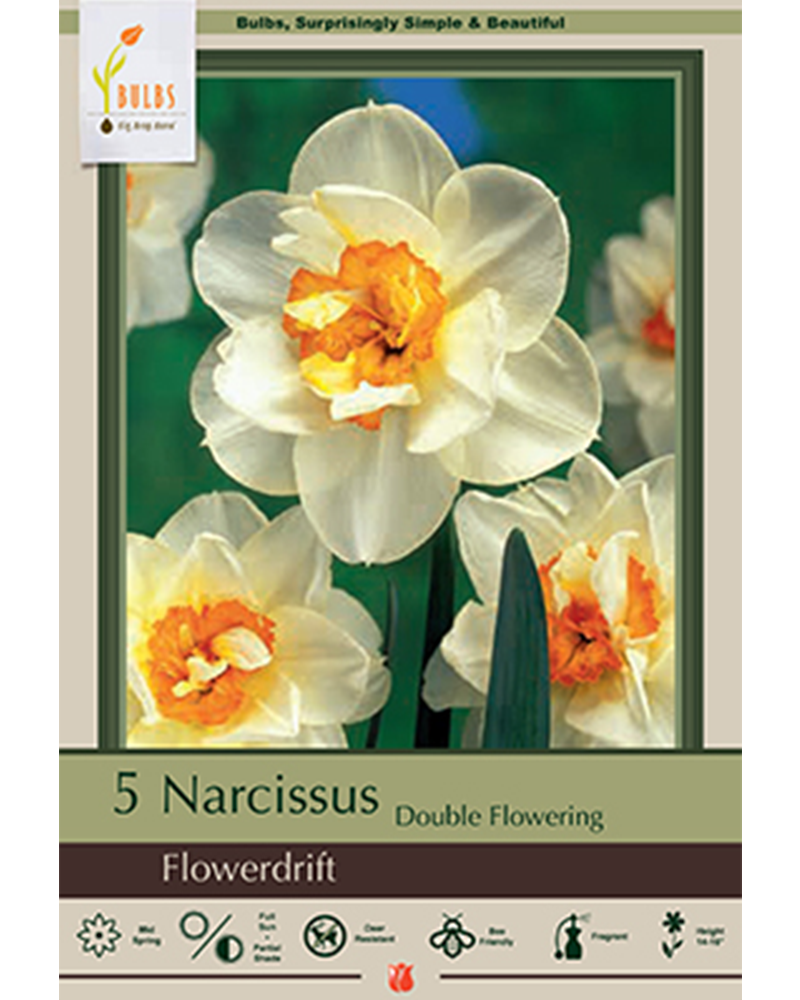 Narcissus Flowerdrift