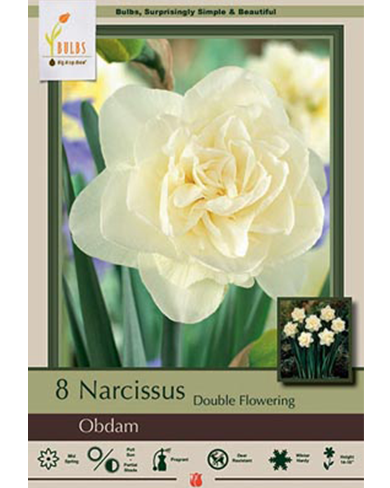 Narcissus Obdam