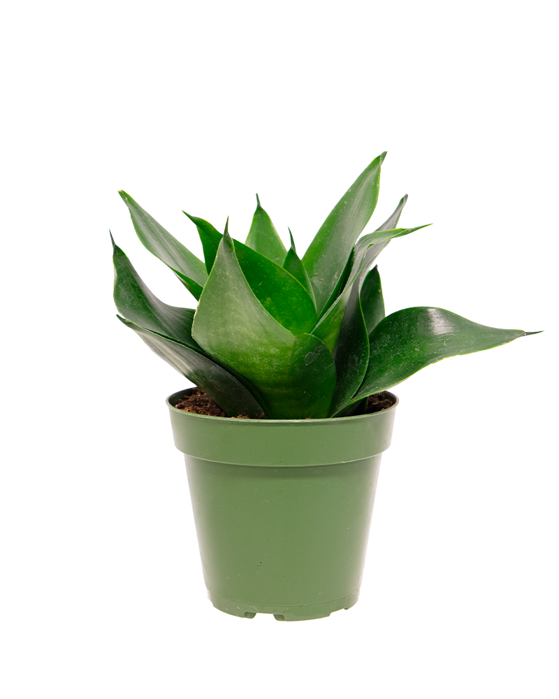 Sansevieria Jade Star 6"