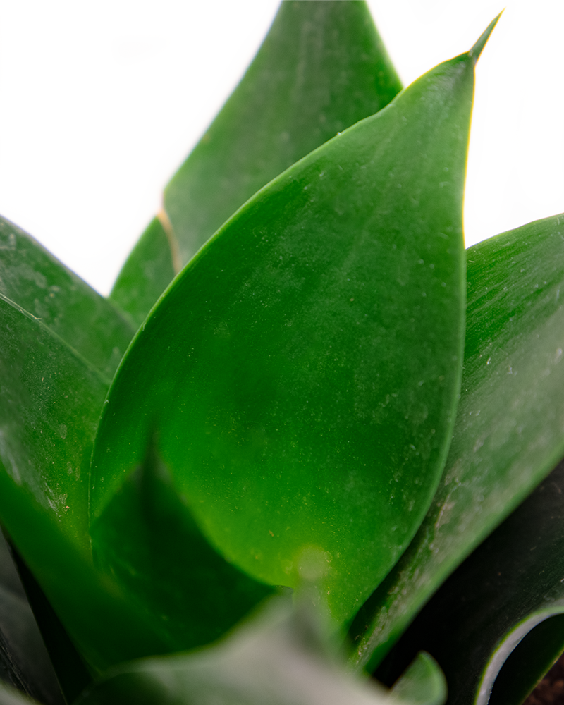 Sansevieria Jade Star 6\"