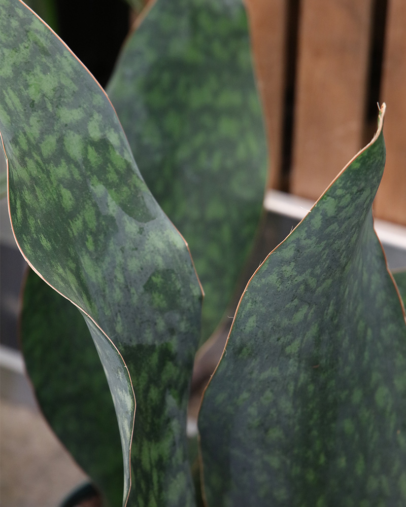 Sansevieria Shark Fin 8"