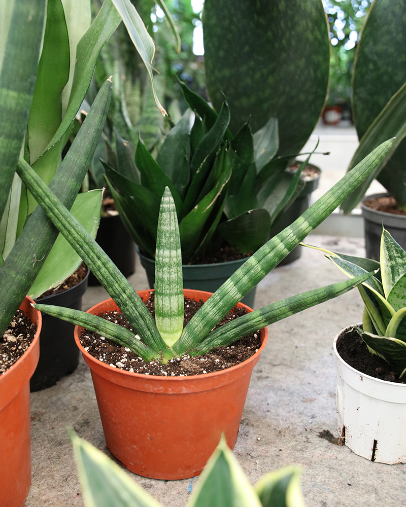 Sansevieria Starfish 8"