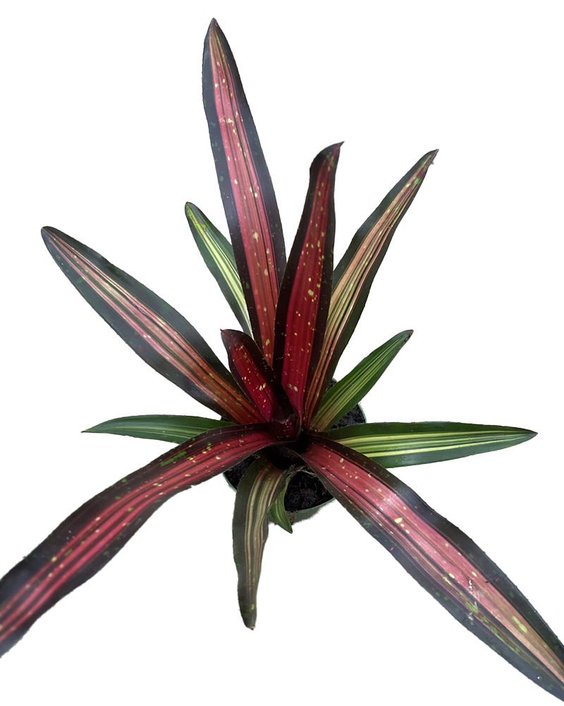 Neoregelia Pimiento 4"