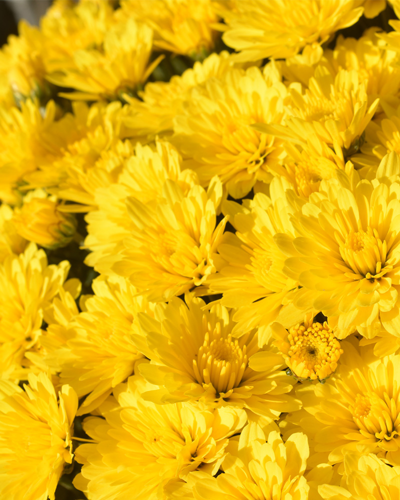 Zinger Yellow Chrysanthemum 8"<br><i>Chrysanthemum 'Zinger Yellow'</br></i>