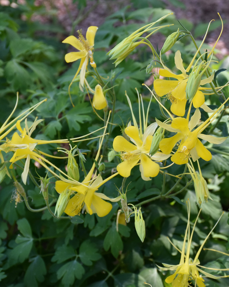 Texas Gold Columbine #1<br><i>Aquilegia chrysantha var. hinckleyana</br></i>