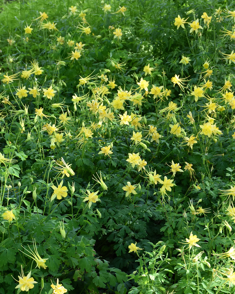 Texas Gold Columbine #1<br><i>Aquilegia chrysantha var. hinckleyana</br></i>