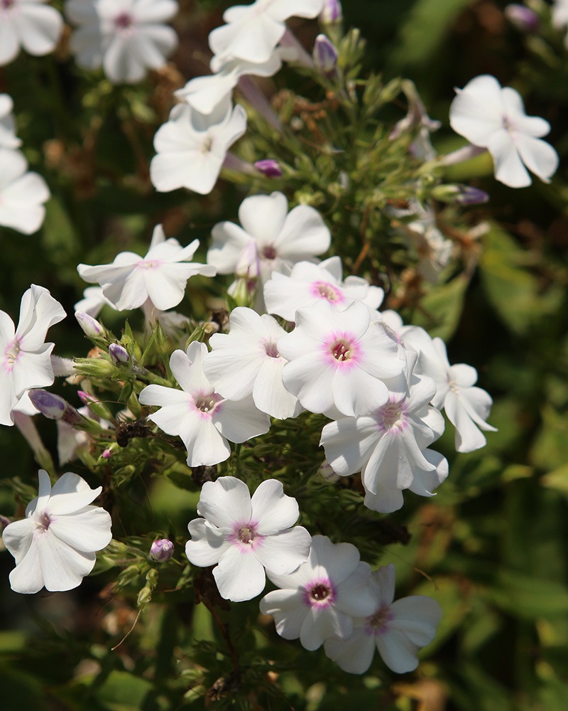 Ka-Pow® White Garden Phlox #1<br><i>Phlox paniculata 'Balkapowi'</br></i>