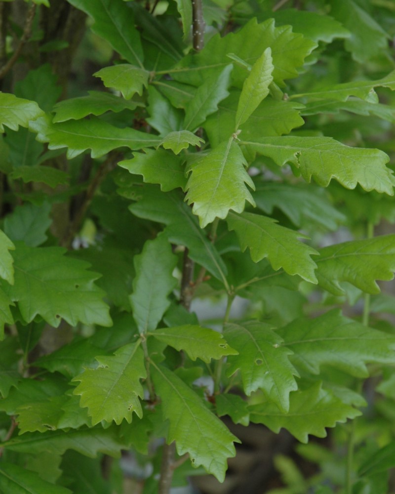 Regal Prince English Oak #15<br><i>Quercus Regal Prince</br></i>