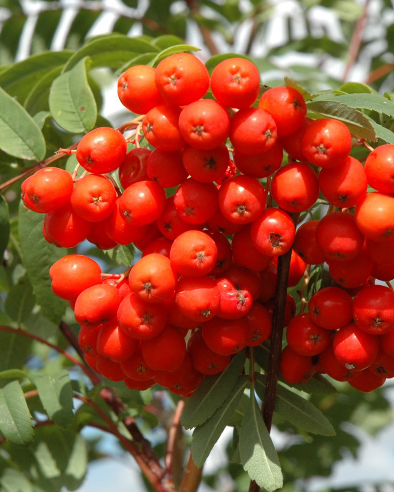 Cardinal Royal Mountain Ash #15<br><i>Sorbus aucuparia Michred</br></i>