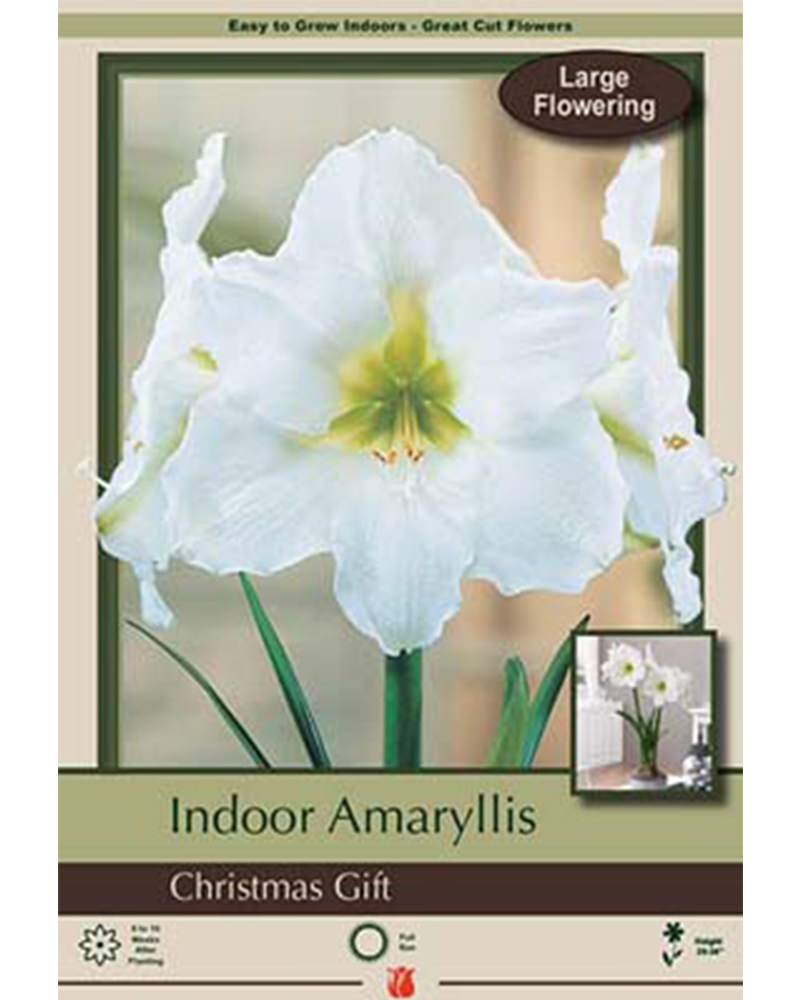 Amaryllis Christmas Gift