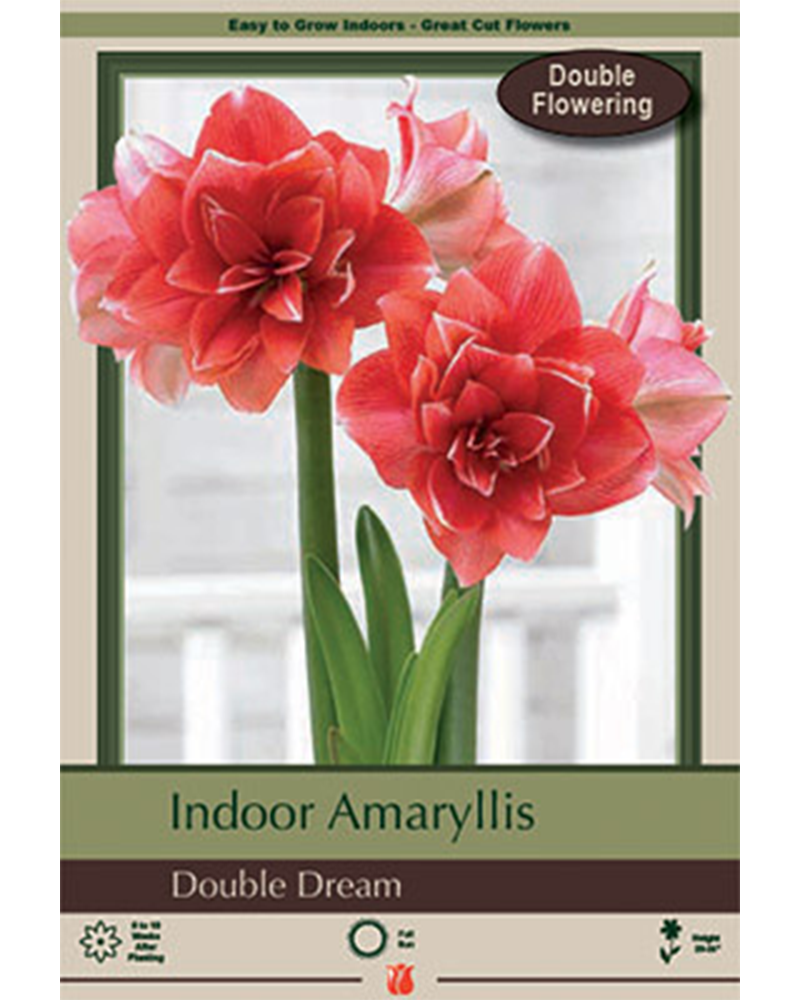 Amaryllis Double Dream