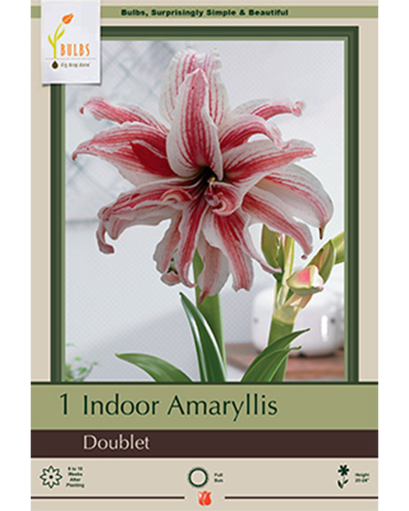 Amaryllis Doublet