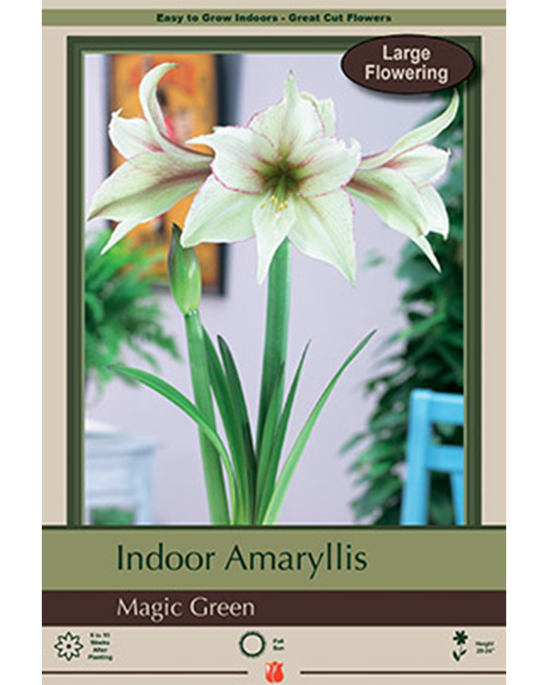 Amaryllis Magic Green