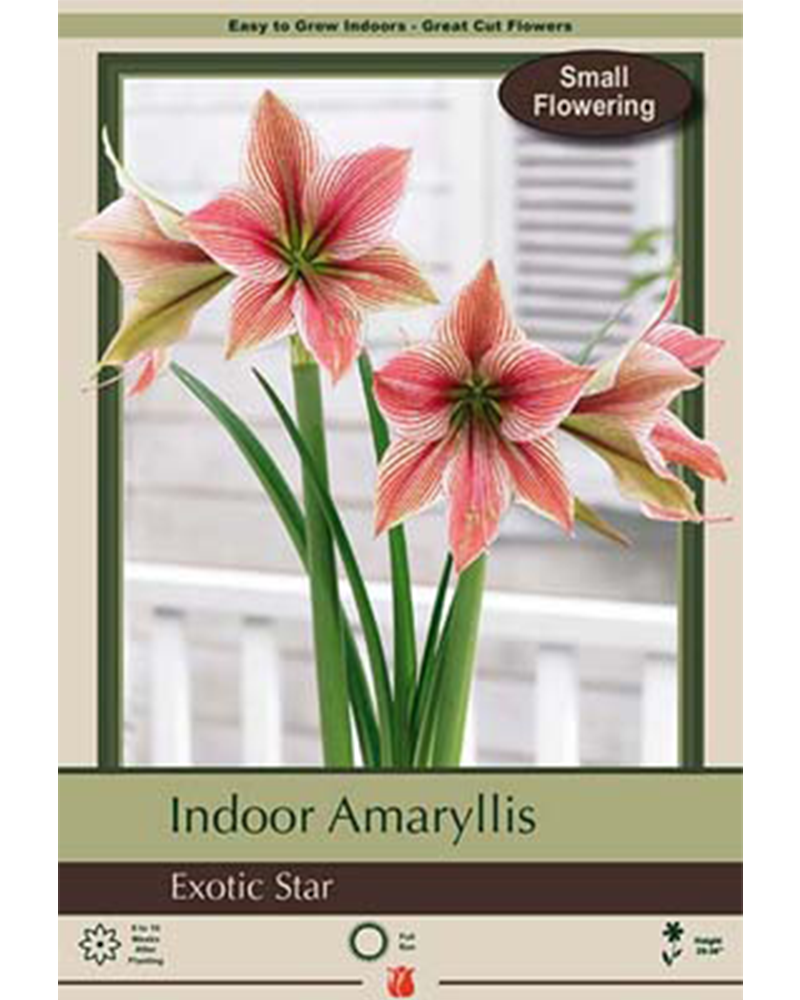 Amaryllis Exotic Star