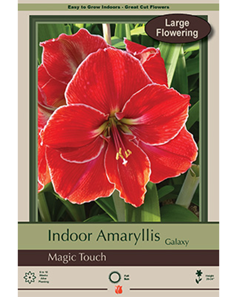 Amaryllis Magic Touch