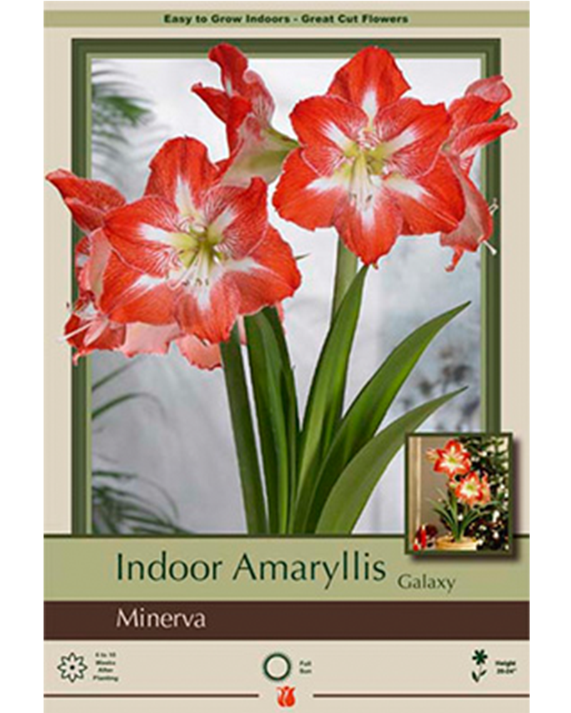 Amaryllis Minerva