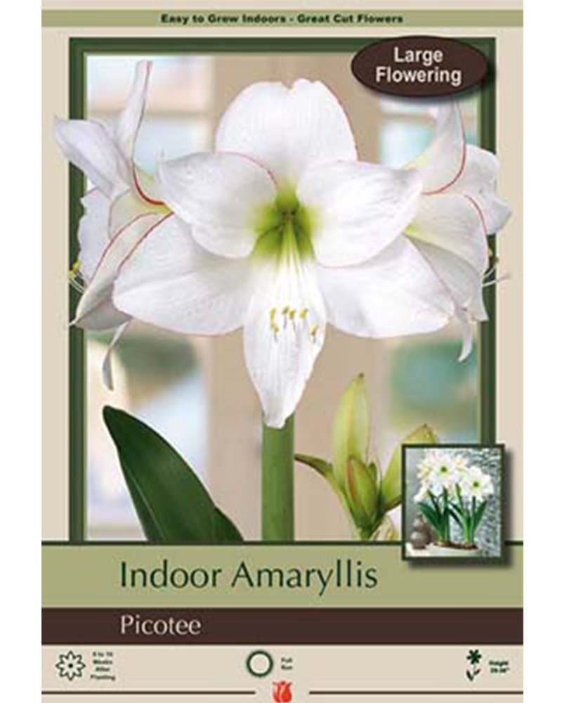 Amaryllis Picotee