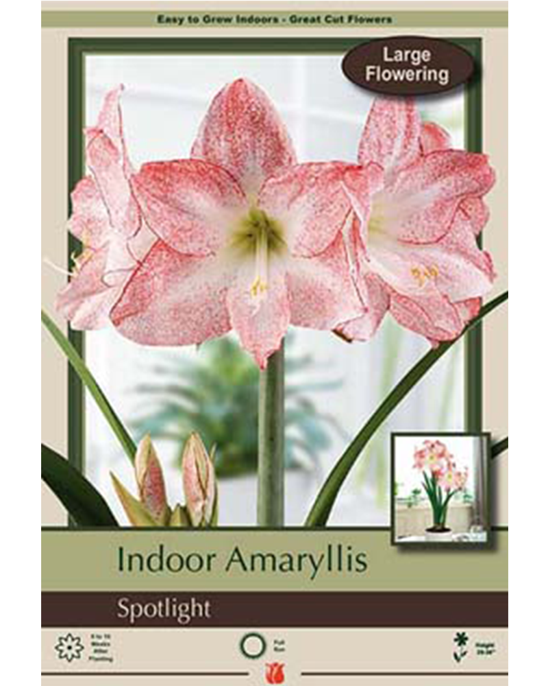 Amaryllis Spotlight