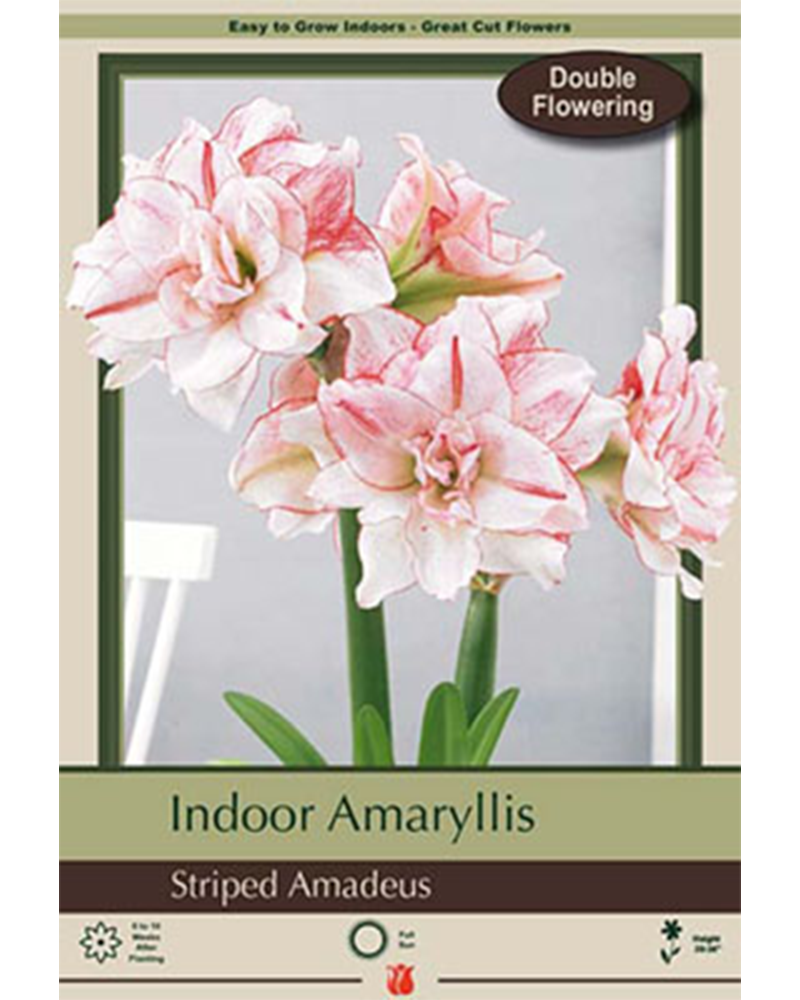 Amaryllis Striped Amadeus