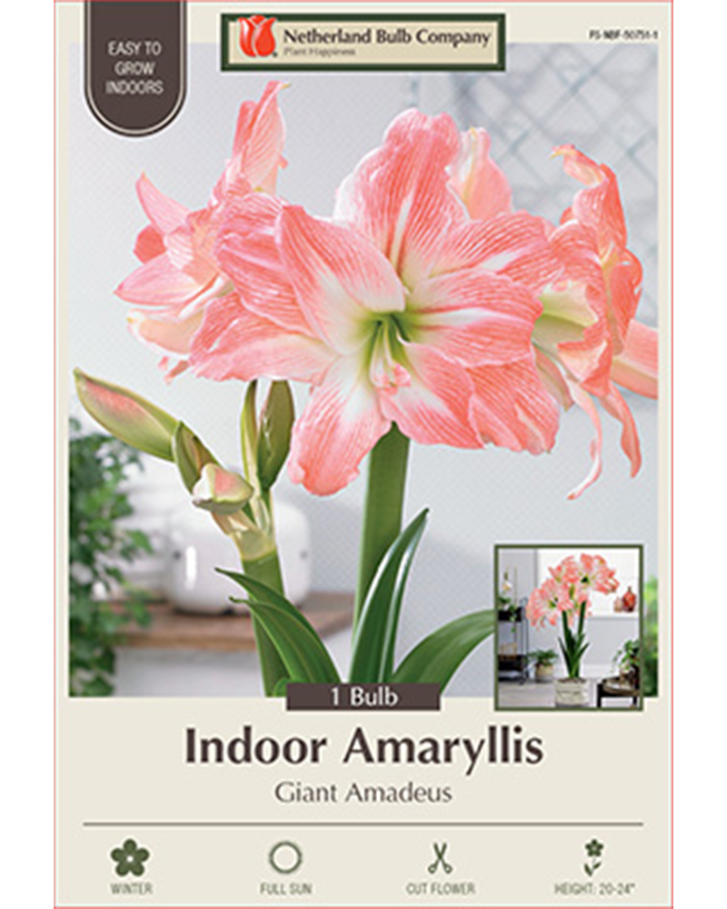 Amaryllis Giant Amadeus