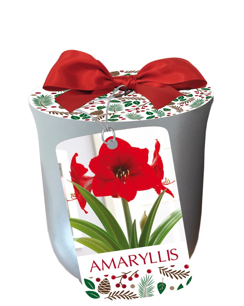 Amaryllis Red Lion in Silver Planter