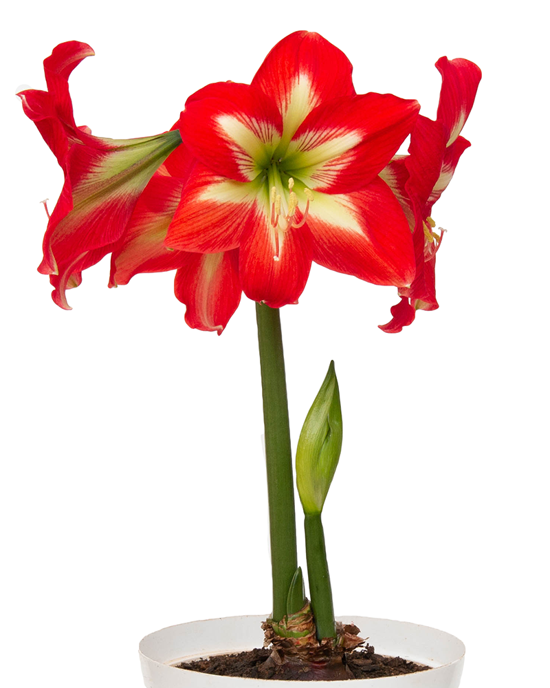 Amaryllis Christmas Star Potted 6"