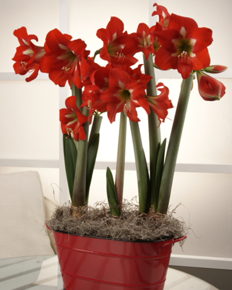 Amaryllis Christmas Star Potted 6\"