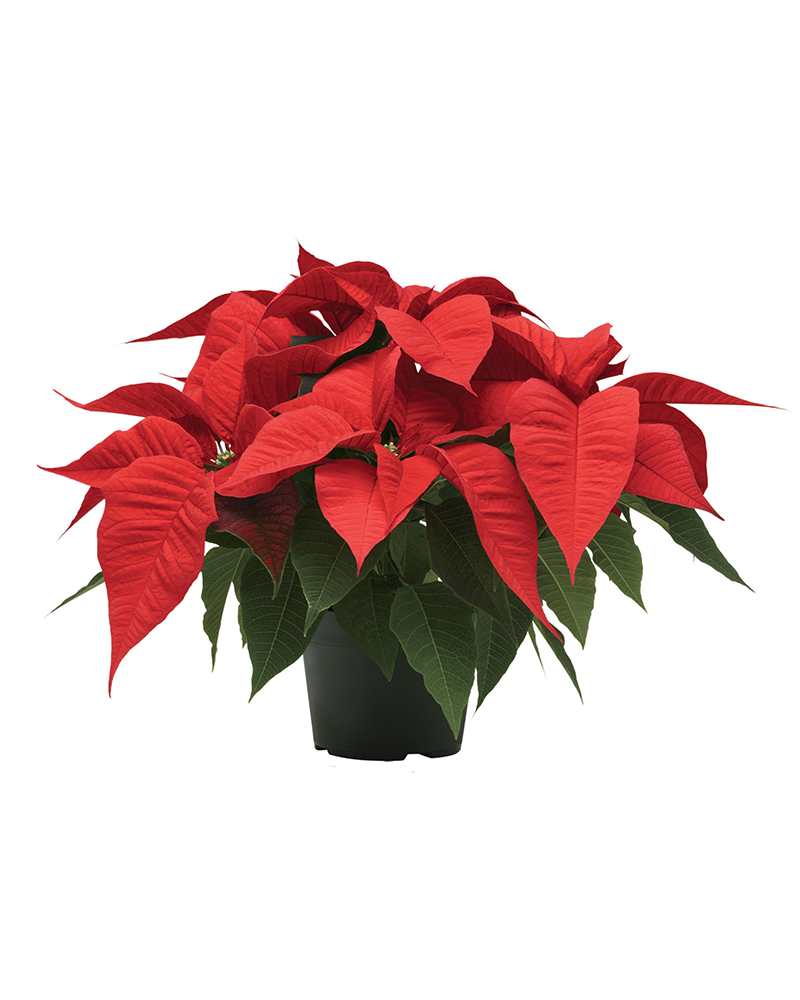 Poinsettia Christmas Spirit 10"