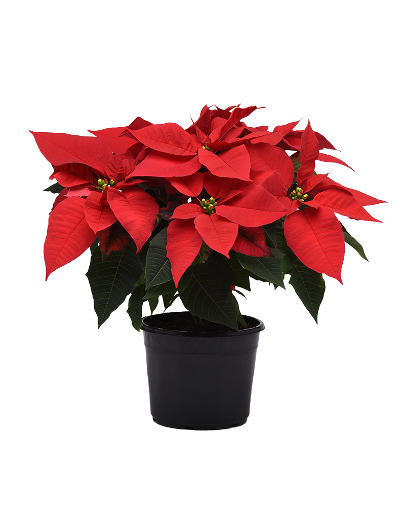 Poinsettia Early Elegance Red 6"